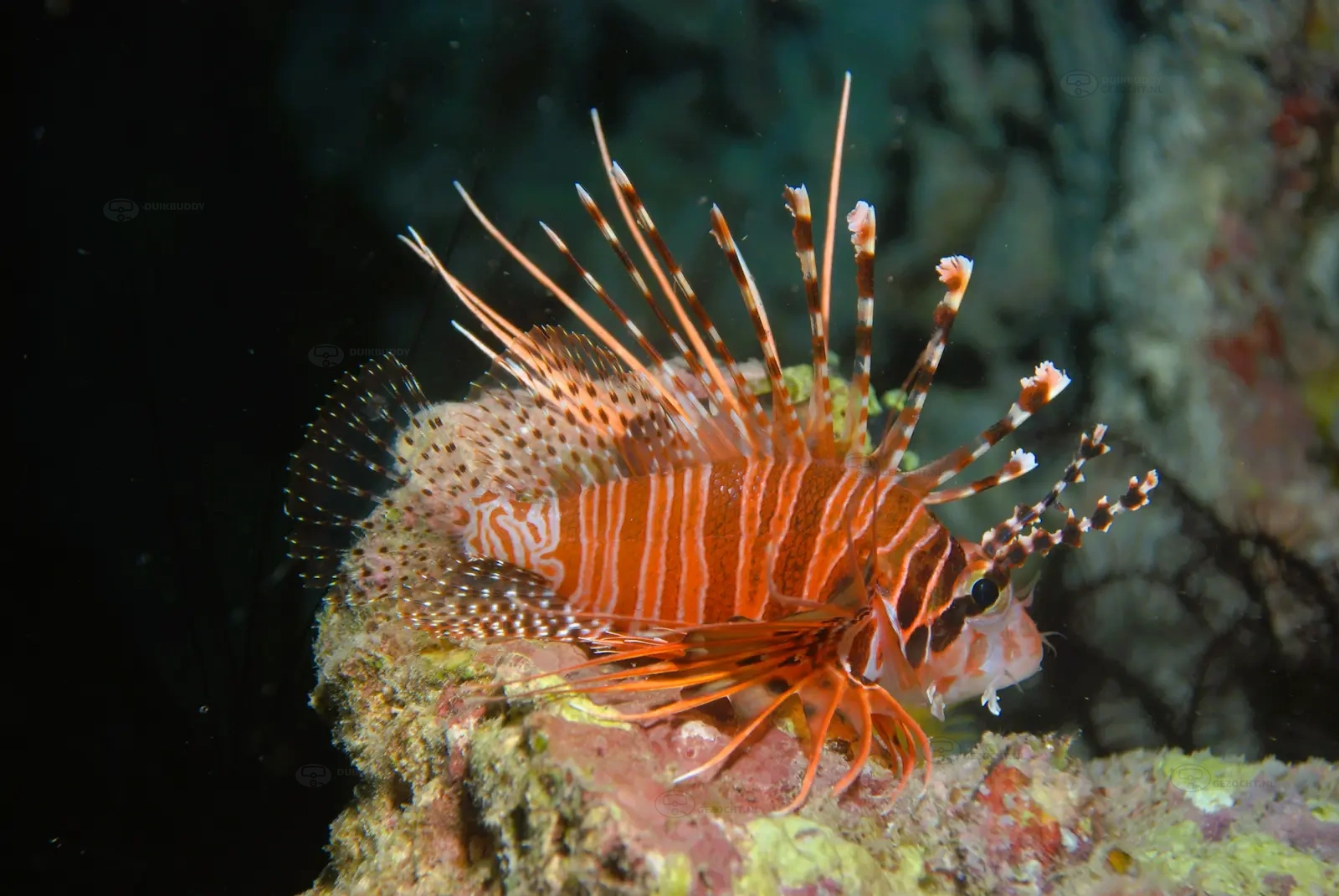 Ray Point-Palau Mabul